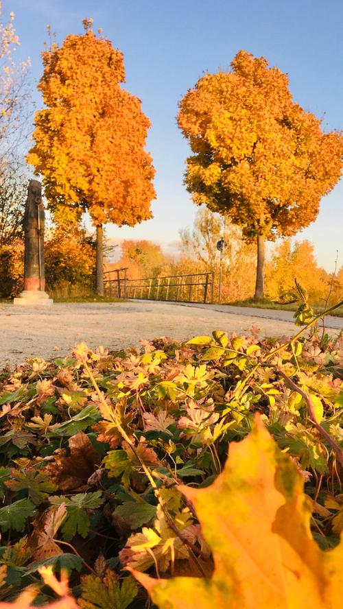 Der diesjährige Herbst ist ein Fest für alle Sinne, mit einer wahren Farborgie gibt die Natur noch einmal alles, bevor sich das graue Winterkleid über die Landschaft legt. Eine wahre Pracht sind diese beiden Bäume bei der Brücke der Freundschaft in Gunzenhausen.