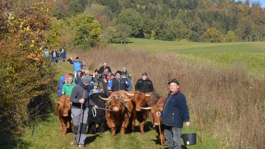 Der Almabtrieb am Hesselberg gehört auch zum Herbst: Karl-Heinz Heß und sein Sohn Karlheinz führen ihre schottischen Hochlandrinder von der Bergweide auf eine Wiese bei Röckingen.