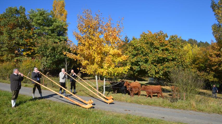 Der Almabtrieb am Hesselberg gehört auch zum Herbst: Karl-Heinz Heß und sein Sohn Karlheinz führen ihre schottischen Hochlandrinder von der Bergweide auf eine Wiese bei Röckingen.