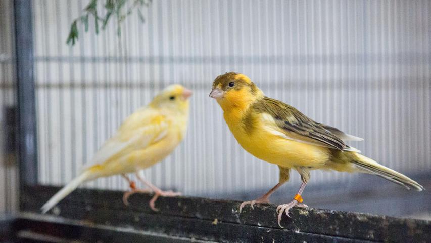 32 Kanarienvögel – verschiedenen Alters und Geschlechts suchen ein neues Zuhause. Kanarienvögel sind für ihren schönen Gesang bekannt. Sie dürfen nicht alleine gehalten werden. Das Tierheim vermittelt sie nur paarweise oder zu einem bereits vorhandenen Tier.
Mehr Informationen gibt es beim Tierheim Nürnberg, Stadenstraße 90, 90491 Nürnberg, Telefon (0911) 919890.
32 Kanarienvögel – verschiedenen Alters und Geschlechts suchen ein neues Zuhause. Kanarienvögel sind für ihren schönen Gesang bekannt. Sie dürfen nicht alleine gehalten werden. Das Tierheim vermittelt sie nur paarweise oder zu einem bereits vorhandenen Tier.
Mehr Informationen gibt es beim Tierheim Nürnberg, Stadenstraße 90, 90491 Nürnberg, Telefon (0911) 919890.