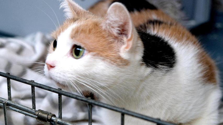 Die dreifarbige Katze „Mimmi“ ist todunglücklich und das drückt sie leider damit aus, dass sie nach allem, was ihr fremd ist, mit der Tatze schlägt. „Mimmi“ scheint eines der Tiere zu sein, das nur auf seine Besitzerin fixiert war und das keine anderen Menschen kennenlernen konnte. „Mimmi“ soll eine reine Wohnungskatze gewesen sein. Als sie im Tierheim abgegeben wurde, hieß es, ihre Besitzerin sei verstorben und „Mimmi“ sei 2014 geboren. Demnach ist die zierliche „Mimmi“ jetzt sieben Jahre alt, aber sie wirkt wesentlich jünger. Mittlerweile stellte sich auch heraus, dass „Mimmi“ nicht kastriert ist. Das wird aber durch das Tierheim vor einer Weitervermittlung auf jeden Fall noch nachgeholt. Die arme „Mimmi“ ist nun auf der Suche nach einem neuen Zuhause, nach einem ruhigen Haushalt, in dem man schon Erfahrung mit etwas schlagkräftigen Katzen hat und in dem man ihr die notwendige Zeit und Geduld gibt, die sie braucht, um über den Verlust ihres Zuhauses und ihrer Besitzerin hinweg zu kommen und um sich auf eine neue Situation und auf neue Menschen einzustellen. Um die Ausbreitung der Pandemie nicht zu fördern und um unsere Mitarbeiter und Besucher zu schützen, wurde das Tierheim Neumarkt komplett für Besucher, Gassigeher und Katzenstreichler geschlossen. Um den Tieren jedoch nicht die Chance auf ein neues Zuhause zu verbauen, finden Tiervermittlung und Beratung dennoch telefonisch beziehungsweise nach vorheriger Terminvereinbarung zwischen 14.30 und 17 Uhr unter Telefon (0 91 81) 2 28 62 statt. In Notfällen und im Falle von Fundtieren ist das Tierheim ebenfalls unter dieser Telefonnummer erreichbar. Hier geht es zur Internet-Seite des Tierheims
Die dreifarbige Katze „Mimmi“ ist todunglücklich und das drückt sie leider damit aus, dass sie nach allem, was ihr fremd ist, mit der Tatze schlägt. „Mimmi“ scheint eines der Tiere zu sein, das nur auf seine Besitzerin fixiert war und das keine anderen Menschen kennenlernen konnte. „Mimmi“ soll eine reine Wohnungskatze gewesen sein. Als sie im Tierheim abgegeben wurde, hieß es, ihre Besitzerin sei verstorben und „Mimmi“ sei 2014 geboren. Demnach ist die zierliche „Mimmi“ jetzt sieben Jahre alt, aber sie wirkt wesentlich jünger. Mittlerweile stellte sich auch heraus, dass „Mimmi“ nicht kastriert ist. Das wird aber durch das Tierheim vor einer Weitervermittlung auf jeden Fall noch nachgeholt. Die arme „Mimmi“ ist nun auf der Suche nach einem neuen Zuhause, nach einem ruhigen Haushalt, in dem man schon Erfahrung mit etwas schlagkräftigen Katzen hat und in dem man ihr die notwendige Zeit und Geduld gibt, die sie braucht, um über den Verlust ihres Zuhauses und ihrer Besitzerin hinweg zu kommen und um sich auf eine neue Situation und auf neue Menschen einzustellen. Um die Ausbreitung der Pandemie nicht zu fördern und um unsere Mitarbeiter und Besucher zu schützen, wurde das Tierheim Neumarkt komplett für Besucher, Gassigeher und Katzenstreichler geschlossen. Um den Tieren jedoch nicht die Chance auf ein neues Zuhause zu verbauen, finden Tiervermittlung und Beratung dennoch telefonisch beziehungsweise nach vorheriger Terminvereinbarung zwischen 14.30 und 17 Uhr unter Telefon (0 91 81) 2 28 62 statt. In Notfällen und im Falle von Fundtieren ist das Tierheim ebenfalls unter dieser Telefonnummer erreichbar. Hier geht es zur Internet-Seite des Tierheims