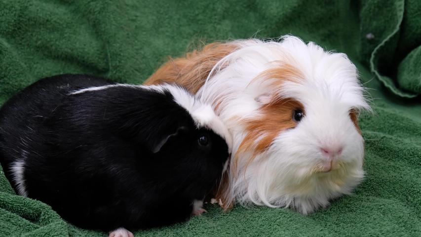Die beiden Meerschweinchenbuben wurden dagegen ganz ordentlich im Tierheim abgegeben, so wie sich das gehört. Der schwarze Lenny, geboren 2018, und der braun-weiße Schorschi, geboren 2020, sind beide kastriert, sie sind ein Herz und eine Seele und sie werden deshalb auch nur gemeinsam in ein schönes, artgerechtes Zuhause abgegeben. Um die Ausbreitung der Pandemie nicht zu fördern und um unsere Mitarbeiter und Besucher zu schützen, wurde das Tierheim Neumarkt komplett für Besucher, Gassigeher und Katzenstreichler geschlossen. Um den Tieren jedoch nicht die Chance auf ein neues Zuhause zu verbauen, finden Tiervermittlung und Beratung dennoch telefonisch beziehungsweise nach vorheriger Terminvereinbarung zwischen 14.30 und 17 Uhr unter Telefon (0 91 81) 2 28 62 statt. In Notfällen und im Falle von Fundtieren ist das Tierheim ebenfalls unter dieser Telefonnummer erreichbar. Hier geht es zur Internet-Seite des Tierheims
Die beiden Meerschweinchenbuben wurden dagegen ganz ordentlich im Tierheim abgegeben, so wie sich das gehört. Der schwarze Lenny, geboren 2018, und der braun-weiße Schorschi, geboren 2020, sind beide kastriert, sie sind ein Herz und eine Seele und sie werden deshalb auch nur gemeinsam in ein schönes, artgerechtes Zuhause abgegeben. Um die Ausbreitung der Pandemie nicht zu fördern und um unsere Mitarbeiter und Besucher zu schützen, wurde das Tierheim Neumarkt komplett für Besucher, Gassigeher und Katzenstreichler geschlossen. Um den Tieren jedoch nicht die Chance auf ein neues Zuhause zu verbauen, finden Tiervermittlung und Beratung dennoch telefonisch beziehungsweise nach vorheriger Terminvereinbarung zwischen 14.30 und 17 Uhr unter Telefon (0 91 81) 2 28 62 statt. In Notfällen und im Falle von Fundtieren ist das Tierheim ebenfalls unter dieser Telefonnummer erreichbar. Hier geht es zur Internet-Seite des Tierheims