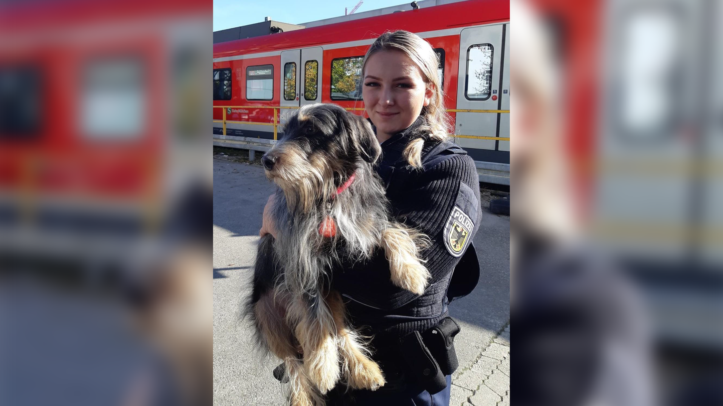 Ohne Herrchen oder Frauchen wollte ein Rauhaardackel mit der S-Bahn nach München reisen. Beamte der Polizei konnten seine Fahrt ohne Ticket stoppen.
Ohne Herrchen oder Frauchen wollte ein Rauhaardackel mit der S-Bahn nach München reisen. Beamte der Polizei konnten seine Fahrt ohne Ticket stoppen.
