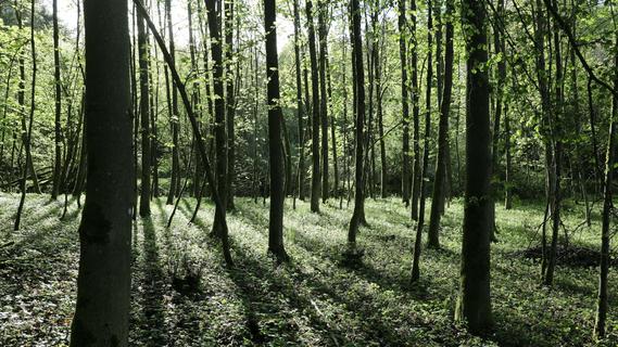 Sterbender Wald: Was kann im Kreis Forchheim dagegen getan werden?