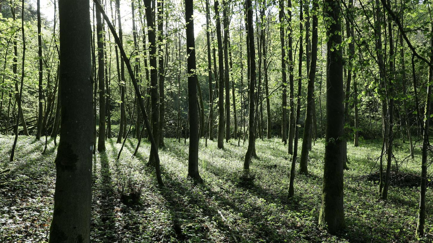 Der Wald ist Rückzugsort für Menschen und Tiere, ist in seinem Bestand aber gefährdet. 
