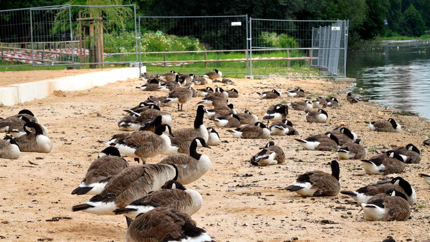 Meister im Platz-Reservieren: Auf diesem Strand am Wöhrder See lässt sich kein Mensch mehr nieder.