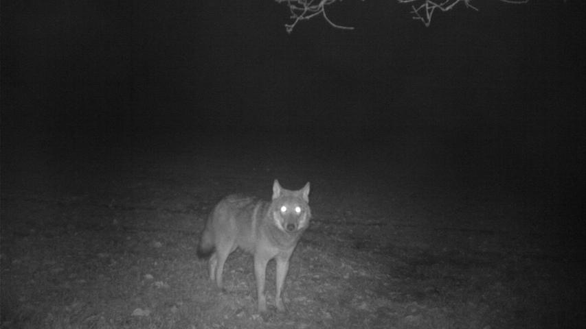 Eine nette Begegnung mit einem Wolf in der Nacht - das würde doch auch den Reiz des Marienbergparks erhöhen.
