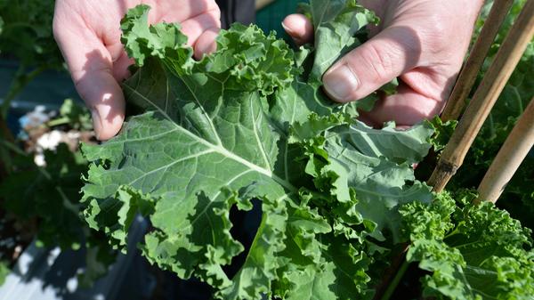 Tipps-Saisonkalender