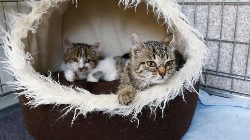 Die beiden Katzengeschwister wurden ebenfalls am 27. Oktober gefunden, und zwar im Nebengebäude eines Anwesens in Dietfurt-Hebersdorf. Als die Anwohnerin dort die Tür des Nebengebäudes öffnete, saßen die beiden armen, kleinen Zwerge vor ihr. Durch den Katzenschnupfen tränten die Äuglein und wie sich bei genauerer Betrachtung der Kätzchen herausstellte, waren bei allen beiden die kleinen Ohren mit einer großen, harten Kruste, bestehend aus lauter Ohrmilben, randvoll zugestopft und dicht verschlossen. Wer kennt diese Kätzchen oder wer weiß, wem sie gehören? Um die Ausbreitung der Pandemie nicht zu fördern und um unsere Mitarbeiter und Besucher zu schützen, wurde das Tierheim Neumarkt komplett für Besucher, Gassigeher und Katzenstreichler geschlossen. Um den Tieren jedoch nicht die Chance auf ein neues Zuhause zu verbauen, finden Tiervermittlung und Beratung dennoch telefonisch beziehungsweise nach vorheriger Terminvereinbarung zwischen 14.30 und 17 Uhr unter Telefon (0 91 81) 2 28 62 statt. In Notfällen und im Falle von Fundtieren ist das Tierheim ebenfalls unter dieser Telefonnummer erreichbar. Hier geht es zur Internet-Seite des Tierheims
Die beiden Katzengeschwister wurden ebenfalls am 27. Oktober gefunden, und zwar im Nebengebäude eines Anwesens in Dietfurt-Hebersdorf. Als die Anwohnerin dort die Tür des Nebengebäudes öffnete, saßen die beiden armen, kleinen Zwerge vor ihr. Durch den Katzenschnupfen tränten die Äuglein und wie sich bei genauerer Betrachtung der Kätzchen herausstellte, waren bei allen beiden die kleinen Ohren mit einer großen, harten Kruste, bestehend aus lauter Ohrmilben, randvoll zugestopft und dicht verschlossen. Wer kennt diese Kätzchen oder wer weiß, wem sie gehören? Um die Ausbreitung der Pandemie nicht zu fördern und um unsere Mitarbeiter und Besucher zu schützen, wurde das Tierheim Neumarkt komplett für Besucher, Gassigeher und Katzenstreichler geschlossen. Um den Tieren jedoch nicht die Chance auf ein neues Zuhause zu verbauen, finden Tiervermittlung und Beratung dennoch telefonisch beziehungsweise nach vorheriger Terminvereinbarung zwischen 14.30 und 17 Uhr unter Telefon (0 91 81) 2 28 62 statt. In Notfällen und im Falle von Fundtieren ist das Tierheim ebenfalls unter dieser Telefonnummer erreichbar. Hier geht es zur Internet-Seite des Tierheims