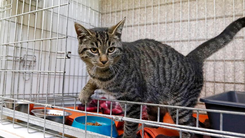 Die getigerte Katze, die etwa fünf bis sechs Monate alt sein dürfte, wurde am 27. Oktober in Berg-Loderbach im Motorraum eines Lieferfahrzeugs gefunden. Das Fahrzeug kam aus Nürnberg, aber wo das hübsche, zutrauliche Kätzchen unterwegs zugestiegen ist, verrät es leider nicht. Die reiselustige kleine Lady trägt auch keinerlei Kennzeichnung, so dass ihre Familie, die sie sicherlich vermisst, leider nicht verständigt werden kann. Um die Ausbreitung der Pandemie nicht zu fördern und um unsere Mitarbeiter und Besucher zu schützen, wurde das Tierheim Neumarkt komplett für Besucher, Gassigeher und Katzenstreichler geschlossen. Um den Tieren jedoch nicht die Chance auf ein neues Zuhause zu verbauen, finden Tiervermittlung und Beratung dennoch telefonisch beziehungsweise nach vorheriger Terminvereinbarung zwischen 14.30 und 17 Uhr unter Telefon (0 91 81) 2 28 62 statt. In Notfällen und im Falle von Fundtieren ist das Tierheim ebenfalls unter dieser Telefonnummer erreichbar. Hier geht es zur Internet-Seite des Tierheims
Die getigerte Katze, die etwa fünf bis sechs Monate alt sein dürfte, wurde am 27. Oktober in Berg-Loderbach im Motorraum eines Lieferfahrzeugs gefunden. Das Fahrzeug kam aus Nürnberg, aber wo das hübsche, zutrauliche Kätzchen unterwegs zugestiegen ist, verrät es leider nicht. Die reiselustige kleine Lady trägt auch keinerlei Kennzeichnung, so dass ihre Familie, die sie sicherlich vermisst, leider nicht verständigt werden kann. Um die Ausbreitung der Pandemie nicht zu fördern und um unsere Mitarbeiter und Besucher zu schützen, wurde das Tierheim Neumarkt komplett für Besucher, Gassigeher und Katzenstreichler geschlossen. Um den Tieren jedoch nicht die Chance auf ein neues Zuhause zu verbauen, finden Tiervermittlung und Beratung dennoch telefonisch beziehungsweise nach vorheriger Terminvereinbarung zwischen 14.30 und 17 Uhr unter Telefon (0 91 81) 2 28 62 statt. In Notfällen und im Falle von Fundtieren ist das Tierheim ebenfalls unter dieser Telefonnummer erreichbar. Hier geht es zur Internet-Seite des Tierheims