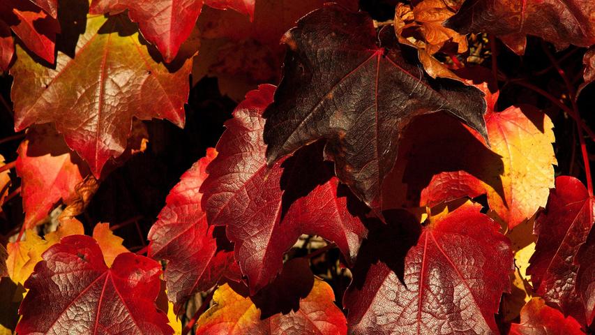 Die etwas gedeckteren Herbstfarben zeigen sich in diesem Herbstlaub bei Neumarkt.