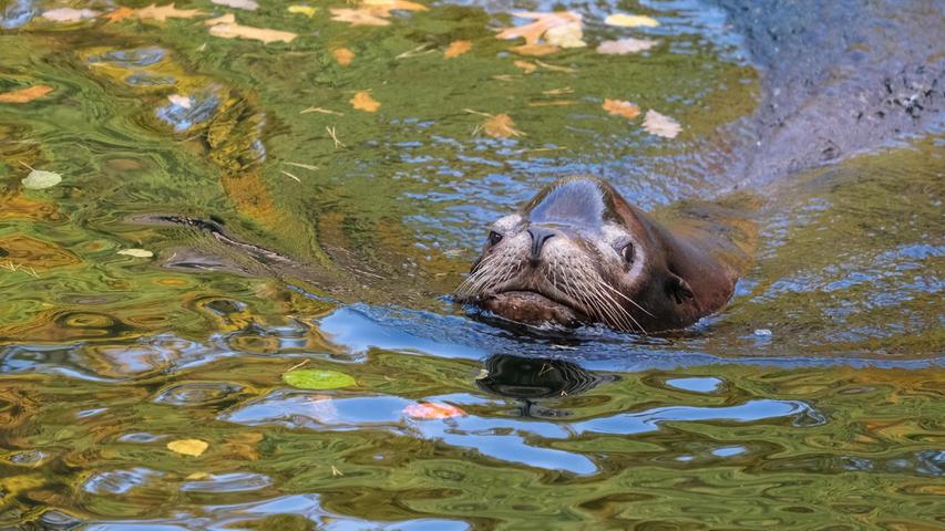 Der Kalifornische Seelöwenbulle Salomon lässt sich auch vom Herbstlaub im Wasser nicht beim Badespaß stören.
