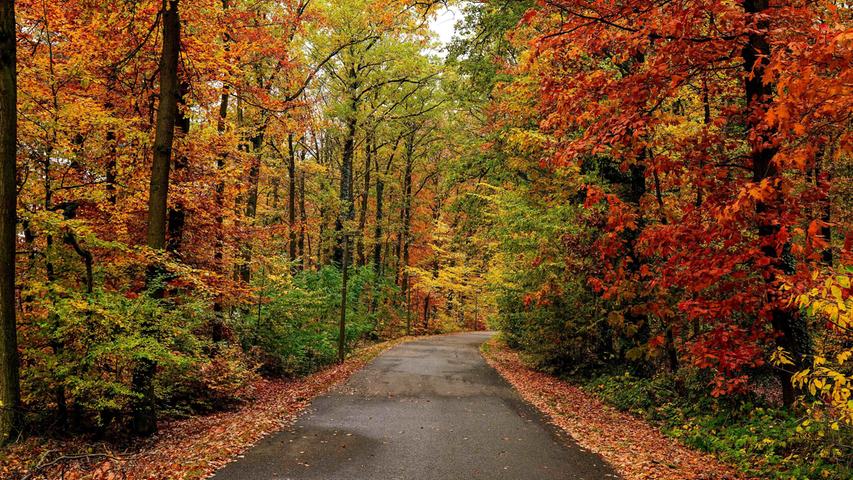 Der Herbstwald bei Cadolzburg leuchtet in den schönsten Farben - selbst bei Regen.
