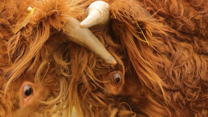 Auge um Auge, Horn um Horn: Rangkämpfe bei den schottischen Hochlandbullen am Fuß des Hesselbergs.
