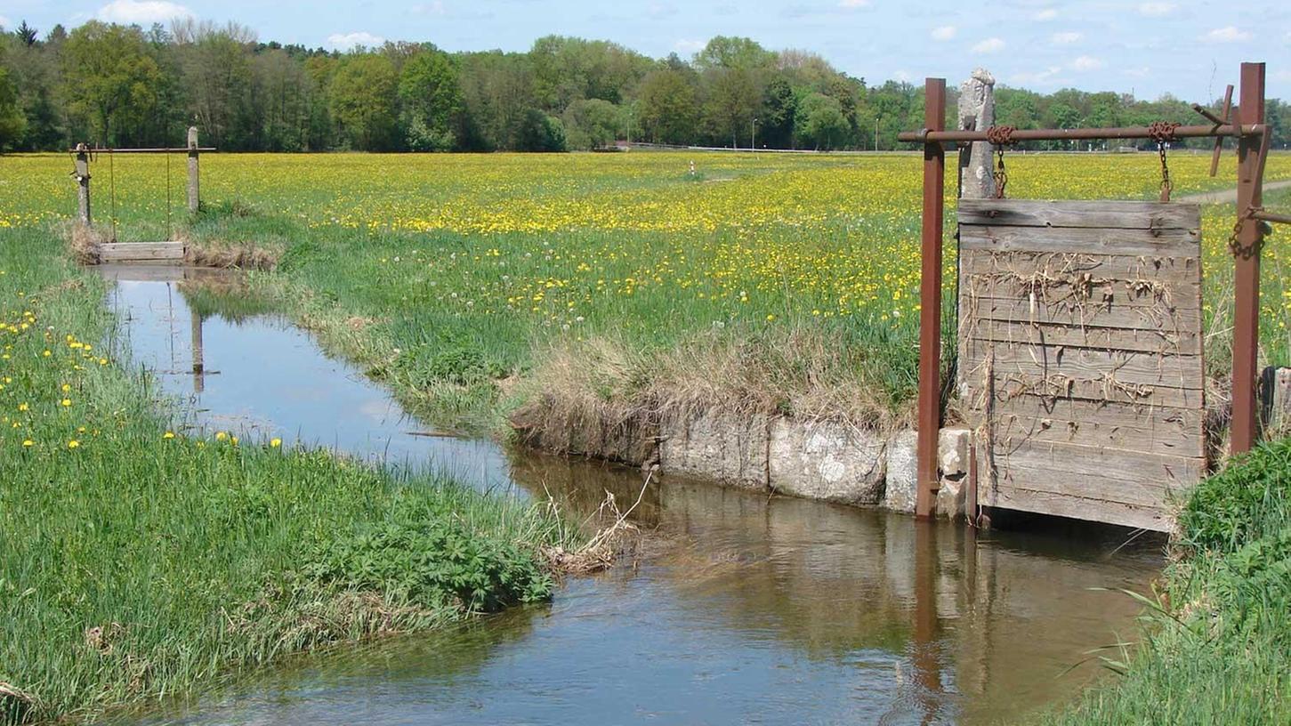 Die Wässerwiesen im Rednitztal sind inzwischen immatrielles Kulturerbe. Mehr als ein halbes Dutzend Wässerbände in und um Schwabach halten an dieser Tradition fest – und leisten damit quasi nebenher einen großen Beitrag zur Artenvielfalt.
