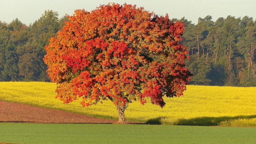 Hier in der Nähe von Erlangen hat der Herbst seine Farbpalette voll ausgenutzt.

