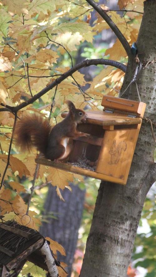 Eichhörnchen wissen immer, wo es etwas Leckeres zu stibitzen gibt.
