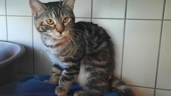 „Wendy“ ist das Kind einer wilden Katzenmutter. Sie hat sich in kurzer Zeit zwar nicht zu einer Schmusekatze entwickelt, ist aber inzwischen sehr zutraulich geworden. Sie dürfte inzwischen ca. 8-10 Monate alt sein und sollte zu einer vorhandenen Katze vermittelt werden.