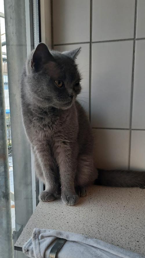 „Naomi“ ist eine ca. 2-jährige Fundkatze der Rasse BKH, die leichte Probleme beim Laufen hat. Die Untersuchung hat konkret nichts ergeben und es spricht nichts gegen eine Haltung in der Wohnung. „Naomi“ ist eine ca. 2-jährige Fundkatze der Rasse BKH, die leichte Probleme beim Laufen hat. Die Untersuchung hat konkret nichts ergeben und es spricht nichts gegen eine Haltung in der Wohnung.