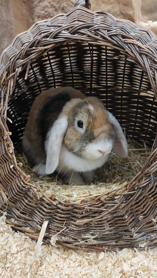 „Oskar“ und „Isabell“ ein ganz besonderes Paar - Löwenkopfmix-Zwergkaninchen und Widdermix-Zwergkaninchen.  Oskar ist deutlich kleiner als seine „Isabell“. Ihre Fellfarbe ist rot-weiß-grau, gemustert und sie hat weiße Hängeöhrchen.  „Oskar“ und „Isabell“ führen eine etwas besondere Beziehung, zumindest aus der menschlichen Perspektive. Für Kaninchen ist es allerdings gar nichts Besonderes, wenn die Frau den Ton angibt. Das Dominanz-Gen ist bei „Isabell“ ziemlich ausgeprägt, doch ihr „Oskar“ himmelt sie an. Man merkt deutlich, dass sich die beiden lieben. Wenn es ans Fressen geht, ist allerdings Schluss mit lustig, denn „Isabell“ ist auch fürchterlich futterneidisch. Wir füttern die beiden deshalb nur getrennt, denn sonst hat Oskar erstens vorübergehend keine ruhige Sekunde und zweitens bekommt er nichts vom Futter ab. Wenn beide gespeist haben, ist die Welt wieder in Ordnung und man kann wieder miteinander kuscheln.