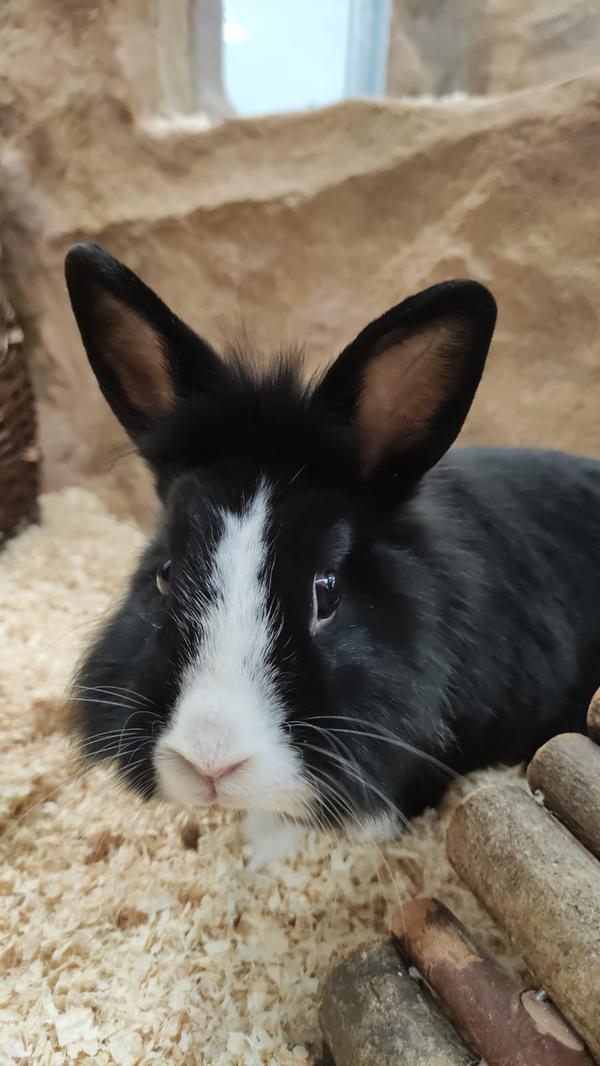 „Oskar“ und „Isabell“ ein ganz besonderes Paar - Löwenkopfmix-Zwergkaninchen und Widdermix-Zwergkaninchen. „Oskar“: männlich, kastriert. „Isabell“: weiblich, geb. im Frühjahr 2020. „Oskar‘s“ Fell ist überwiegend schwarz mit einer weißen Nase und weißem Kragen. Um den Kopf herum hat er einige längere Haare, seine angedeutete Löwenmähne. Er ist deutlich kleiner als seine „Isabell“. „Oskar“ und „Isabell“ führen eine etwas besondere Beziehung, zumindest aus der menschlichen Perspektive. Für Kaninchen ist es allerdings gar nichts Besonderes, wenn die Frau den Ton angibt. Das Dominanz-Gen ist bei „Isabell“ ziemlich ausgeprägt, doch ihr „Oskar“ himmelt sie an. Man merkt deutlich, dass sich die beiden lieben. Wenn es ans Fressen geht, ist allerdings Schluss mit lustig, denn „Isabell“ ist auch fürchterlich futterneidisch. Wir füttern die beiden deshalb nur getrennt, denn sonst hat Oskar erstens vorübergehend keine ruhige Sekunde und zweitens bekommt er nichts vom Futter ab. Wenn beide gespeist haben, ist die Welt wieder in Ordnung und man kann wieder miteinander kuscheln.