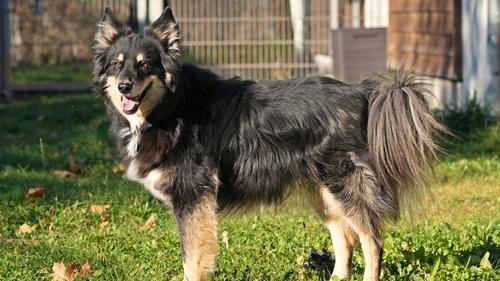 Der 6-jährige „Camillo“ kennt Grundkommandos, mag Mietzekatzen (nach Eingewöhnung) und geht brav an der Leine. Nur mit anderen Hunden (vor allem Rüden) hat er so seine Probleme - da gab es bereits schon einmal mächtig Ärger. Es sollte also an seinem Sozialverhalten gegenüber Artgenossen trainiert und auf jeden Fall eine Hundeschule besucht werden. Weitere Informationen erhalten Sie telefonisch von Donnerstag bis einschl. Sonntag von 14 Uhr bis 16:30 Uhr unter 09128-916494 oder auf unserer Homepage www.tierheim-feucht.de. Der 6-jährige „Camillo“ kennt Grundkommandos, mag Mietzekatzen (nach Eingewöhnung) und geht brav an der Leine. Nur mit anderen Hunden (vor allem Rüden) hat er so seine Probleme - da gab es bereits schon einmal mächtig Ärger. Es sollte also an seinem Sozialverhalten gegenüber Artgenossen trainiert und auf jeden Fall eine Hundeschule besucht werden. Weitere Informationen erhalten Sie telefonisch von Donnerstag bis einschl. Sonntag von 14 Uhr bis 16:30 Uhr unter 09128-916494 oder auf unserer Homepage www.tierheim-feucht.de.