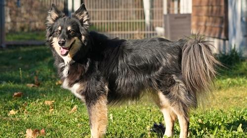 Der 6-jährige „Camillo“ kennt Grundkommandos, mag Mietzekatzen (nach Eingewöhnung) und geht brav an der Leine. Nur mit anderen Hunden (vor allem Rüden) hat er so seine Probleme -  da gab es bereits schon einmal mächtig Ärger. Es sollte also an seinem Sozialverhalten gegenüber Artgenossen trainiert und auf jeden Fall eine Hundeschule besucht werden. Weitere Informationen erhalten Sie telefonisch von Donnerstag bis einschl. Sonntag von 14 Uhr bis 16:30 Uhr unter 09128-916494 oder auf  unserer Homepage www.tierheim-feucht.de.