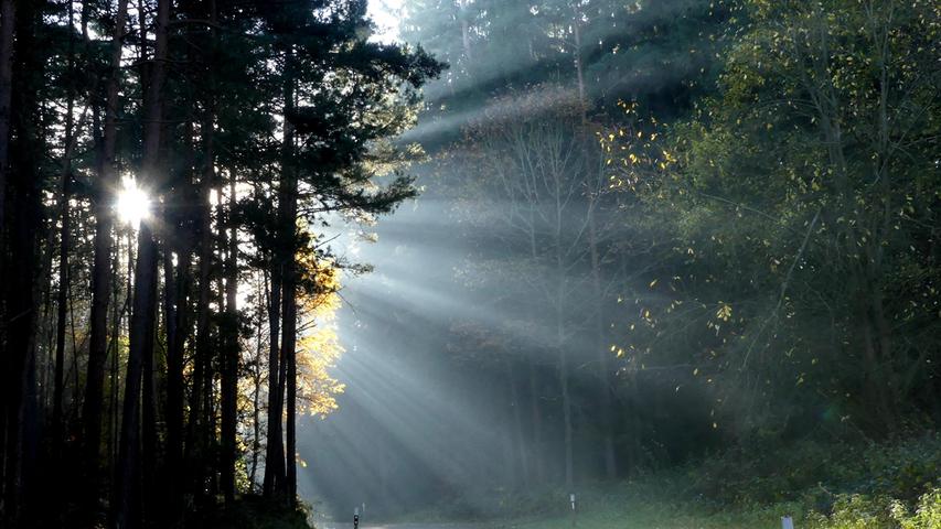 Licht und Schatten: Das ein Waldspaziergang im Herbst nicht nur nass und kalt sein muss, zeigt dieses Bild. Gut, kalt ist es sicher trotzdem. Aber für dieses Lichtspiel schlüpft man doch gerne mal in die dicke Winterjacke...