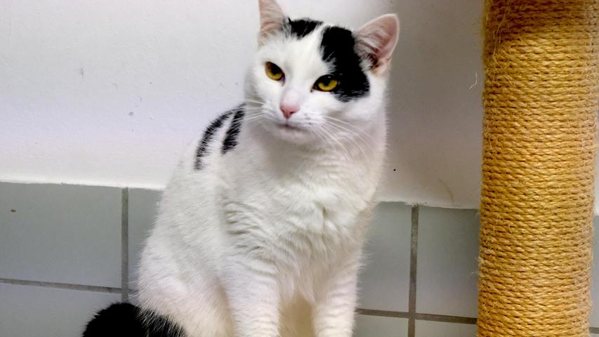 Ein tolles Zuhause wünscht sich auch die weiß-schwarze Katze „Shirin“. Die etwa ein Jahr alte, kastrierte Katze kann durchaus auch als Einzelkatze gehalten werden, sofern ihre Menschen nicht den ganzen Tag über außer Haus sind. Wenn man genügend Zeit hat, sich mit ihr zu beschäftigen, wird sie sicher ganz schnell eine liebe, anhängliche Katze, die auch mit ruhigen Kindern ab etwa zwölf Jahre gut zurechtkommen würde. Ganz wichtig für „Shirin“ ist das Häuschen im Grünen, denn sie kommt aus ländlicher Gegend und der Wunsch, draußen in der Sonne sitzen und durch eine Wiese laufen zu können, wurde ihr schon in die Wiege gelegt. Um die Ausbreitung der Pandemie nicht zu fördern und um unsere Mitarbeiter und Besucher zu schützen, wurde das Tierheim Neumarkt komplett für Besucher, Gassigeher und Katzenstreichler geschlossen. Um den Tieren jedoch nicht die Chance auf ein neues Zuhause zu verbauen, finden Tiervermittlung und Beratung dennoch telefonisch beziehungsweise nach vorheriger Terminvereinbarung zwischen 14.30 und 17 Uhr unter Telefon (0 91 81) 2 28 62 statt. In Notfällen und im Falle von Fundtieren ist das Tierheim ebenfalls unter dieser Telefonnummer erreichbar. Hier geht es zur Internet-Seite des Tierheims
Ein tolles Zuhause wünscht sich auch die weiß-schwarze Katze „Shirin“. Die etwa ein Jahr alte, kastrierte Katze kann durchaus auch als Einzelkatze gehalten werden, sofern ihre Menschen nicht den ganzen Tag über außer Haus sind. Wenn man genügend Zeit hat, sich mit ihr zu beschäftigen, wird sie sicher ganz schnell eine liebe, anhängliche Katze, die auch mit ruhigen Kindern ab etwa zwölf Jahre gut zurechtkommen würde. Ganz wichtig für „Shirin“ ist das Häuschen im Grünen, denn sie kommt aus ländlicher Gegend und der Wunsch, draußen in der Sonne sitzen und durch eine Wiese laufen zu können, wurde ihr schon in die Wiege gelegt. Um die Ausbreitung der Pandemie nicht zu fördern und um unsere Mitarbeiter und Besucher zu schützen, wurde das Tierheim Neumarkt komplett für Besucher, Gassigeher und Katzenstreichler geschlossen. Um den Tieren jedoch nicht die Chance auf ein neues Zuhause zu verbauen, finden Tiervermittlung und Beratung dennoch telefonisch beziehungsweise nach vorheriger Terminvereinbarung zwischen 14.30 und 17 Uhr unter Telefon (0 91 81) 2 28 62 statt. In Notfällen und im Falle von Fundtieren ist das Tierheim ebenfalls unter dieser Telefonnummer erreichbar. Hier geht es zur Internet-Seite des Tierheims
