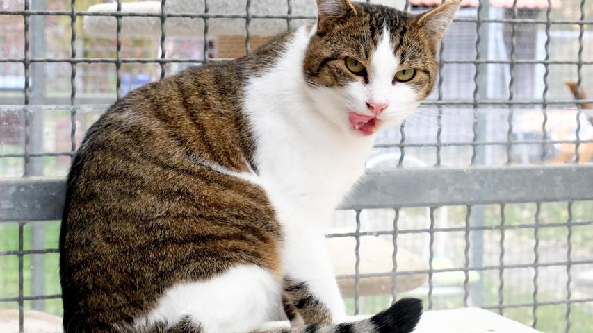 Auch der etwa sechs Jahre alte getigert-weiße Kater „Frodo“ ist auf der Suche nach einem schönen und gemütlichen Zuhause und auch er möchte dort auf Freigang nicht verzichten. „Frodo“ kam als Fundtier ins Tierheim, er war damals noch unkastriert und offenbar war er ein Bauernhofkater, ausgestattet mit reichlich Selbstbewusstsein. Bei Missfallen verteilte er Tatzenhiebe. Diese Unart zeigt er inzwischen nur noch selten. Aus ihm ist im Tierheim ein netter, anhänglicher Kater geworden, der beachtet werden möchte, aber trotzdem Wert auf seine Selbstständigkeit legt. Um die Ausbreitung der Pandemie nicht zu fördern und um unsere Mitarbeiter und Besucher zu schützen, wurde das Tierheim Neumarkt komplett für Besucher, Gassigeher und Katzenstreichler geschlossen. Um den Tieren jedoch nicht die Chance auf ein neues Zuhause zu verbauen, finden Tiervermittlung und Beratung dennoch telefonisch beziehungsweise nach vorheriger Terminvereinbarung zwischen 14.30 und 17 Uhr unter Telefon (0 91 81) 2 28 62 statt. In Notfällen und im Falle von Fundtieren ist das Tierheim ebenfalls unter dieser Telefonnummer erreichbar. Hier geht es zur Internet-Seite des Tierheims
Auch der etwa sechs Jahre alte getigert-weiße Kater „Frodo“ ist auf der Suche nach einem schönen und gemütlichen Zuhause und auch er möchte dort auf Freigang nicht verzichten. „Frodo“ kam als Fundtier ins Tierheim, er war damals noch unkastriert und offenbar war er ein Bauernhofkater, ausgestattet mit reichlich Selbstbewusstsein. Bei Missfallen verteilte er Tatzenhiebe. Diese Unart zeigt er inzwischen nur noch selten. Aus ihm ist im Tierheim ein netter, anhänglicher Kater geworden, der beachtet werden möchte, aber trotzdem Wert auf seine Selbstständigkeit legt. Um die Ausbreitung der Pandemie nicht zu fördern und um unsere Mitarbeiter und Besucher zu schützen, wurde das Tierheim Neumarkt komplett für Besucher, Gassigeher und Katzenstreichler geschlossen. Um den Tieren jedoch nicht die Chance auf ein neues Zuhause zu verbauen, finden Tiervermittlung und Beratung dennoch telefonisch beziehungsweise nach vorheriger Terminvereinbarung zwischen 14.30 und 17 Uhr unter Telefon (0 91 81) 2 28 62 statt. In Notfällen und im Falle von Fundtieren ist das Tierheim ebenfalls unter dieser Telefonnummer erreichbar. Hier geht es zur Internet-Seite des Tierheims