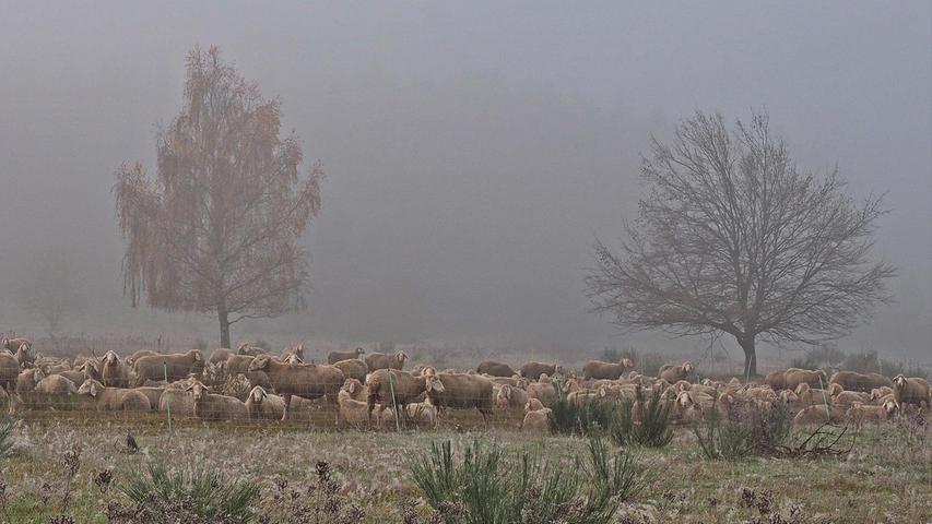 Eine Schafherde drängt sich im Nebel dicht aneinander. Die Schafe werden Naturschutzgebiet Hainberg als Landschaftspfleger eingesetzt.
