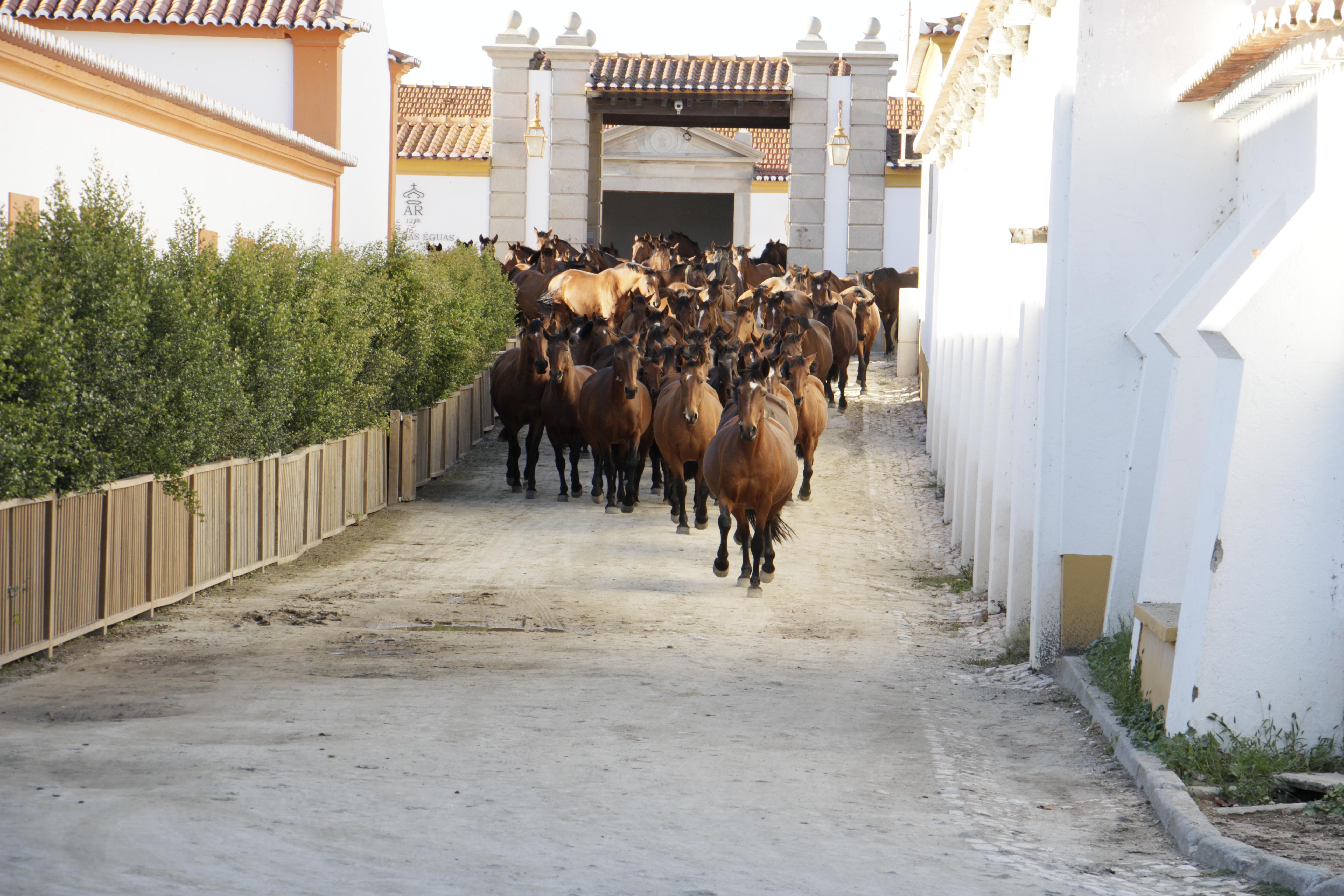 Pressereise Pferdegestüt Portugal.JPG
