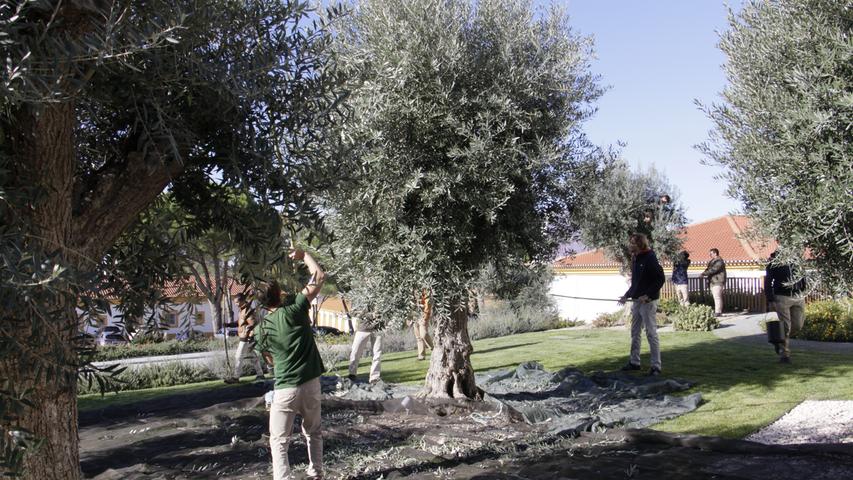 Olivenbäume gibt es in Hülle und Fülle auf dem Gelände des Gestüts. Hier werden sie per Hand von den Schülern der Landwirtschaftsschule geerntet.