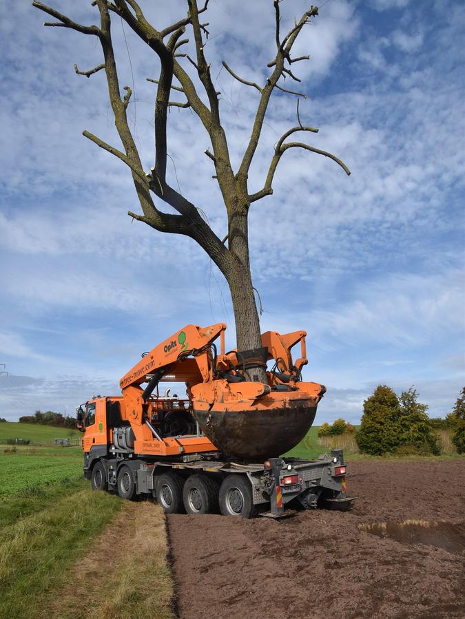 Mit schwerem Gerät werden die großen Bäume am Baumschul-Gelände umgesetzt.