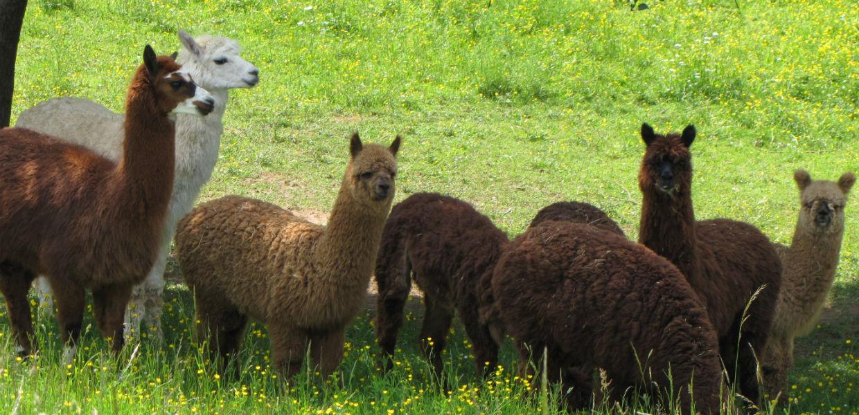 Aurachtal Alpakas