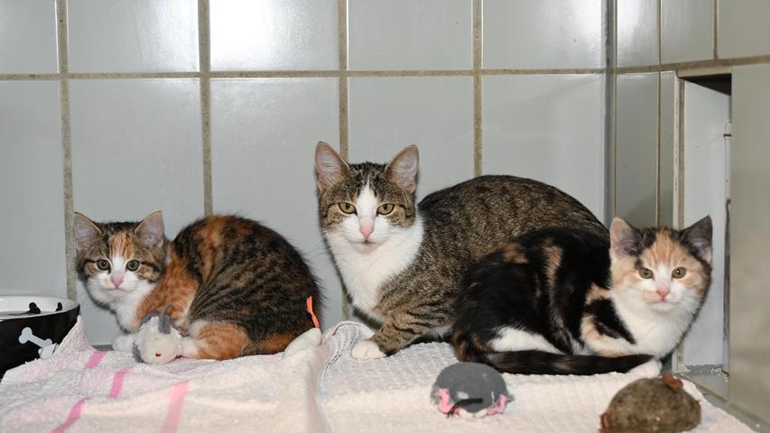 Eine getigert-weiße Katzenmutter lief in Neumarkt in der Goldschmidtstraße in der Nähe des Schäferhundevereins zu, wobei diese Katzenmutter gleich ihre beiden dreifarbigen, etwa fünf Monate alten Katzenkinder mit im Schlepptau hatte. Wer weiß, wem diese kleine Katzenfamilie gehört? Um die Ausbreitung der Pandemie nicht zu fördern und um unsere Mitarbeiter und Besucher zu schützen, wurde das Tierheim Neumarkt komplett für Besucher, Gassigeher und Katzenstreichler geschlossen. Um den Tieren jedoch nicht die Chance auf ein neues Zuhause zu verbauen, finden Tiervermittlung und Beratung dennoch telefonisch beziehungsweise nach vorheriger Terminvereinbarung zwischen 14.30 und 17 Uhr unter Telefon (0 91 81) 2 28 62 statt. In Notfällen und im Falle von Fundtieren ist das Tierheim ebenfalls unter dieser Telefonnummer erreichbar. Hier geht es zur Internet-Seite des Tierheims
Eine getigert-weiße Katzenmutter lief in Neumarkt in der Goldschmidtstraße in der Nähe des Schäferhundevereins zu, wobei diese Katzenmutter gleich ihre beiden dreifarbigen, etwa fünf Monate alten Katzenkinder mit im Schlepptau hatte. Wer weiß, wem diese kleine Katzenfamilie gehört? Um die Ausbreitung der Pandemie nicht zu fördern und um unsere Mitarbeiter und Besucher zu schützen, wurde das Tierheim Neumarkt komplett für Besucher, Gassigeher und Katzenstreichler geschlossen. Um den Tieren jedoch nicht die Chance auf ein neues Zuhause zu verbauen, finden Tiervermittlung und Beratung dennoch telefonisch beziehungsweise nach vorheriger Terminvereinbarung zwischen 14.30 und 17 Uhr unter Telefon (0 91 81) 2 28 62 statt. In Notfällen und im Falle von Fundtieren ist das Tierheim ebenfalls unter dieser Telefonnummer erreichbar. Hier geht es zur Internet-Seite des Tierheims