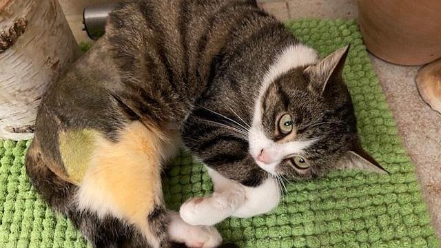 Die getigert-weiße Katze, die sich jetzt genüsslich auf ihrer grünen Decke räkelt, wurde am 6. November an der Staatsstraße zwischen Neumarkt und Freystadt zwischen Richthofen und der Abzweigung nach Aßlschwang gefunden. Die Katze hat angesaugte Zitzen, das heißt, sie hat Junge gesäugt. Wo in dieser Umgebung fehlt eine Katzenmutter? Um die Ausbreitung der Pandemie nicht zu fördern und um unsere Mitarbeiter und Besucher zu schützen, wurde das Tierheim Neumarkt komplett für Besucher, Gassigeher und Katzenstreichler geschlossen. Um den Tieren jedoch nicht die Chance auf ein neues Zuhause zu verbauen, finden Tiervermittlung und Beratung dennoch telefonisch beziehungsweise nach vorheriger Terminvereinbarung zwischen 14.30 und 17 Uhr unter Telefon (0 91 81) 2 28 62 statt. In Notfällen und im Falle von Fundtieren ist das Tierheim ebenfalls unter dieser Telefonnummer erreichbar. Hier geht es zur Internet-Seite des Tierheims
Die getigert-weiße Katze, die sich jetzt genüsslich auf ihrer grünen Decke räkelt, wurde am 6. November an der Staatsstraße zwischen Neumarkt und Freystadt zwischen Richthofen und der Abzweigung nach Aßlschwang gefunden. Die Katze hat angesaugte Zitzen, das heißt, sie hat Junge gesäugt. Wo in dieser Umgebung fehlt eine Katzenmutter? Um die Ausbreitung der Pandemie nicht zu fördern und um unsere Mitarbeiter und Besucher zu schützen, wurde das Tierheim Neumarkt komplett für Besucher, Gassigeher und Katzenstreichler geschlossen. Um den Tieren jedoch nicht die Chance auf ein neues Zuhause zu verbauen, finden Tiervermittlung und Beratung dennoch telefonisch beziehungsweise nach vorheriger Terminvereinbarung zwischen 14.30 und 17 Uhr unter Telefon (0 91 81) 2 28 62 statt. In Notfällen und im Falle von Fundtieren ist das Tierheim ebenfalls unter dieser Telefonnummer erreichbar. Hier geht es zur Internet-Seite des Tierheims