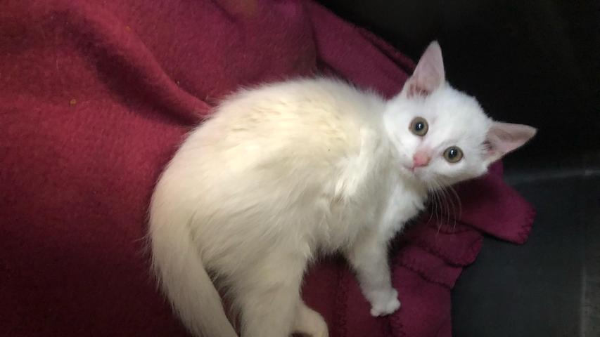 Auch das weiße Kätzchen kam als Fundtier ins Tierheim Neumarkt. Es wurde in Pilsach-Laaber in der Flurstraße aufgelesen. Wer in dieser Umgebung vermisst dieses kleine, weiße, etwa drei bis vier Monate alte Kätzchen? Um die Ausbreitung der Pandemie nicht zu fördern und um unsere Mitarbeiter und Besucher zu schützen, wurde das Tierheim Neumarkt komplett für Besucher, Gassigeher und Katzenstreichler geschlossen. Um den Tieren jedoch nicht die Chance auf ein neues Zuhause zu verbauen, finden Tiervermittlung und Beratung dennoch telefonisch beziehungsweise nach vorheriger Terminvereinbarung zwischen 14.30 und 17 Uhr unter Telefon (0 91 81) 2 28 62 statt. In Notfällen und im Falle von Fundtieren ist das Tierheim ebenfalls unter dieser Telefonnummer erreichbar. Hier geht es zur Internet-Seite des Tierheims
Auch das weiße Kätzchen kam als Fundtier ins Tierheim Neumarkt. Es wurde in Pilsach-Laaber in der Flurstraße aufgelesen. Wer in dieser Umgebung vermisst dieses kleine, weiße, etwa drei bis vier Monate alte Kätzchen? Um die Ausbreitung der Pandemie nicht zu fördern und um unsere Mitarbeiter und Besucher zu schützen, wurde das Tierheim Neumarkt komplett für Besucher, Gassigeher und Katzenstreichler geschlossen. Um den Tieren jedoch nicht die Chance auf ein neues Zuhause zu verbauen, finden Tiervermittlung und Beratung dennoch telefonisch beziehungsweise nach vorheriger Terminvereinbarung zwischen 14.30 und 17 Uhr unter Telefon (0 91 81) 2 28 62 statt. In Notfällen und im Falle von Fundtieren ist das Tierheim ebenfalls unter dieser Telefonnummer erreichbar. Hier geht es zur Internet-Seite des Tierheims