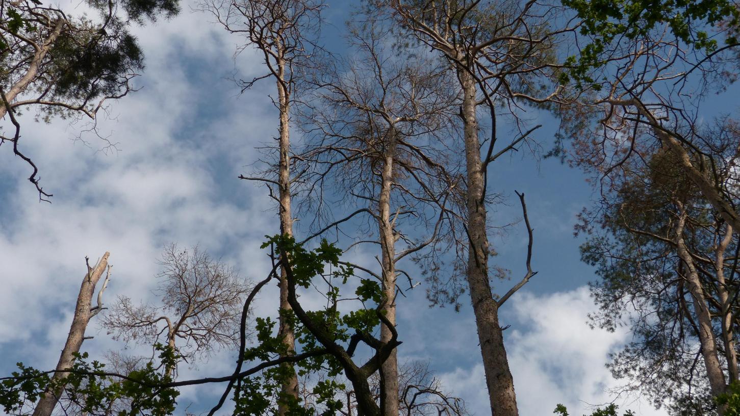 Wie hier im Landkreis Fürth, sterben immer mehr Bäume ab. Das wird wohl in den nächsten Jahrzehnten so weitergehen, prognostizieren Forstexperten.