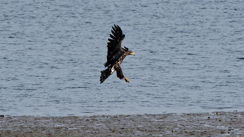 Beeindruckend: Ein Seeadler am Rothsee.