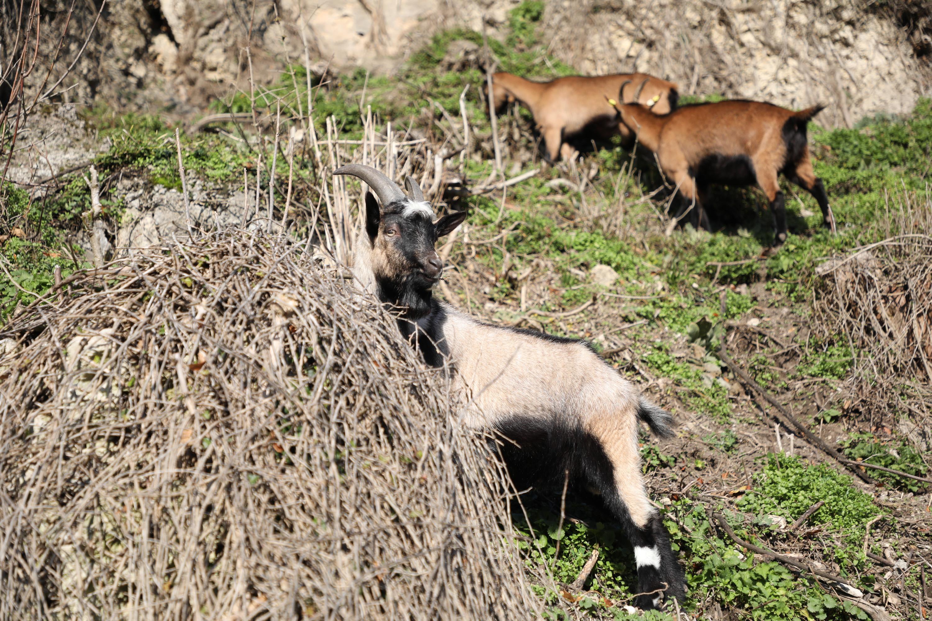 Unterhalb der Burg genießen Ziegen die Sonne.