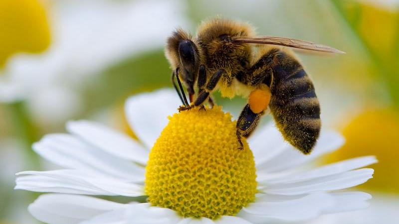 In der Stadt fühlen sich Bienen eigentlich wohl und die Abgase haben keinen Einfluss auf den Honig.