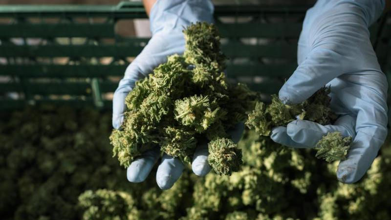 Cannabisanbau bei einem Schweizer Pharmaunternehmen: Zu Heilungszwecken und als Medizinprodukt sind Erzeugnisse legal erhältlich. Cannabisanbau bei einem Schweizer Pharmaunternehmen: Zu Heilungszwecken und als Medizinprodukt sind Erzeugnisse legal erhältlich.