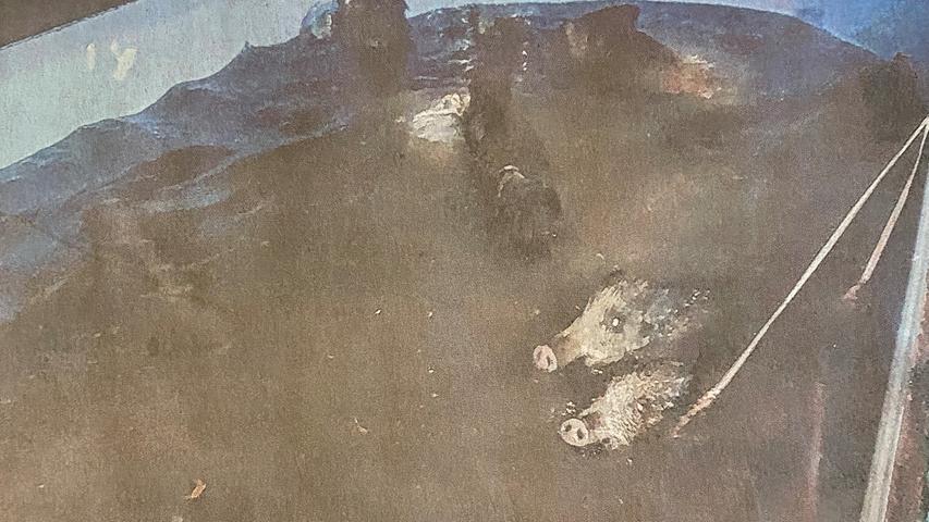 Kaum zu glauben, aber wahr: Eine Wildschweinmutter, der Keiler und die dazugehörigen Frischlinge verirrten sich nachts in den Swimmingpool einer Familie im fränkischen Dörflein Frankenfeld. Insgesamt 14 Schweine paddelten im Pool der, bevor sie alle von den Jägern gerettet wurden.