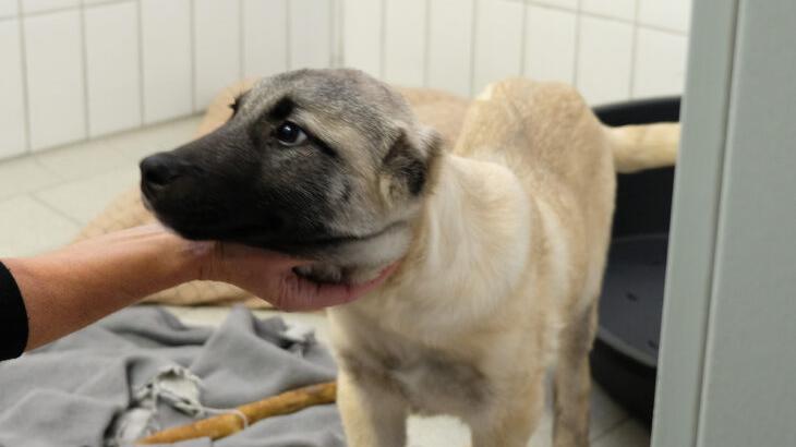 Einem der beiden Welpen, die ins Tierheim Feucht gebracht wurden, sind beide Ohren abgeschnitten worden.
Einem der beiden Welpen, die ins Tierheim Feucht gebracht wurden, sind beide Ohren abgeschnitten worden.
