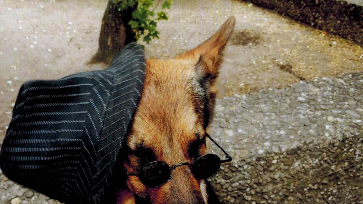 Nürnberger Polizist erschoss bissigen Hund:  Geldstrafe für Tierbesitzer