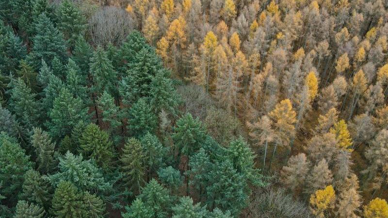 Gelb sind die Nadeln von Lärchen gefärbt neben den immergrünen Fichten, Kiefern und Tannen. Andernorts allerdings ist nicht der Wechsel der Jahreszeiten für solche Bilder verantwortlich, sondern die Trockenheit durch den Klimawandel.