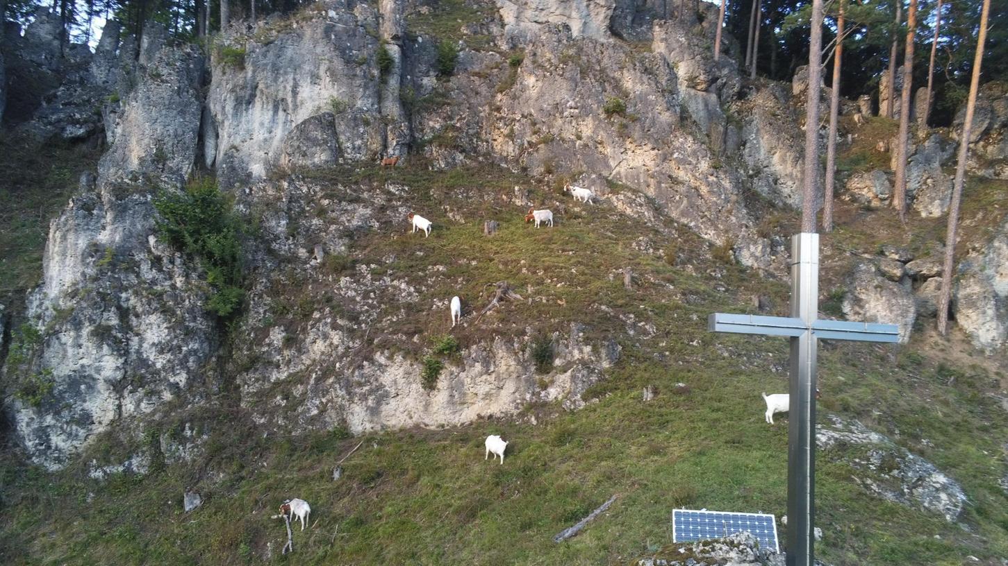 Tierische Landschaftspflege: Auf drei Hektar rund um Obertrubach haben die Ziegen die Felsen Tierische Landschaftspflege: Auf drei Hektar rund um Obertrubach haben die Ziegen die Felsen