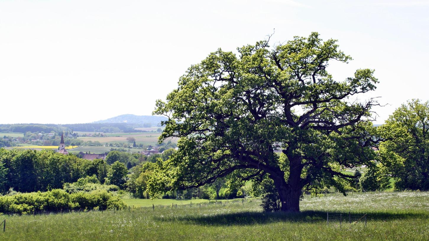 Eine Eiche, allerdings eine bereits gefällte, hat ein Dieb in Pavelsbach gestohlen. 