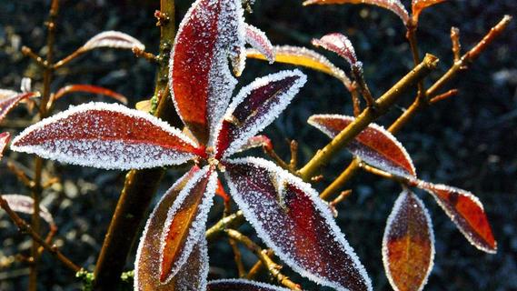 Trotz Kälte: Diese Gartenpflanzen müssen Sie auch im Winter gießen